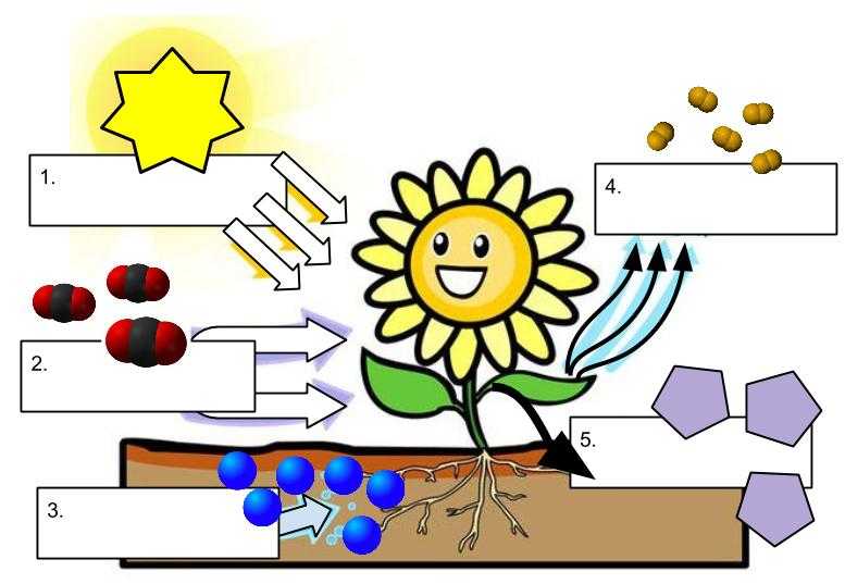 photosynthesis-worksheet-answers