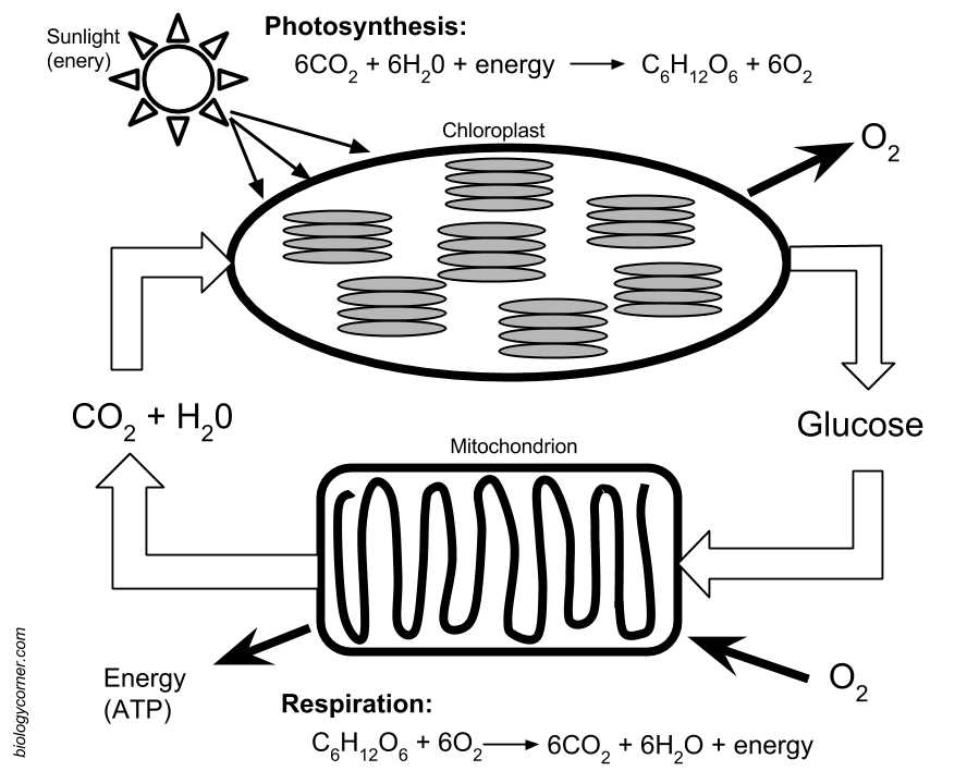 Photosynthesis Worksheet Answers and Synthesis and Respiration Model