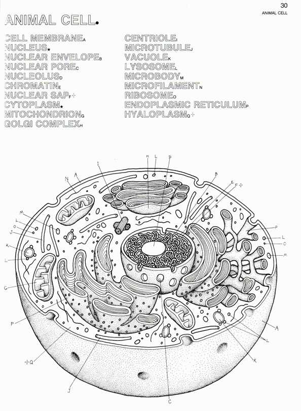 Plant and Animal Cell Coloring Worksheets Also Animal Cell Structure Az Coloring Pages