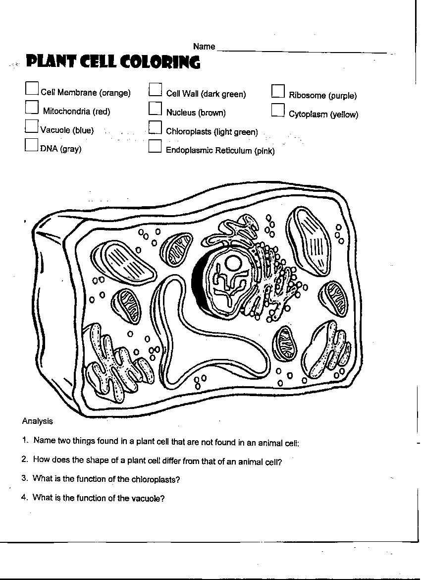 Plant and Animal Cell Coloring Worksheets Also Plant Cell Coloring Diagram Worksheet Answers