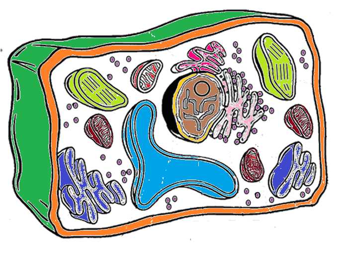 Plant and Animal Cell Coloring Worksheets Also Plant Cell Quiz Thinglink