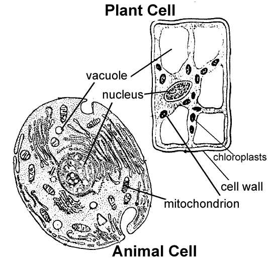 Plant and Animal Cell Coloring Worksheets and Identifying Animal and Plant Cell Parts