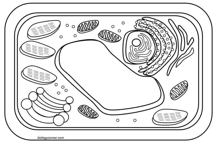 Plant and Animal Cell Coloring Worksheets as Well as Coloring Page for Rahab Coloring Home