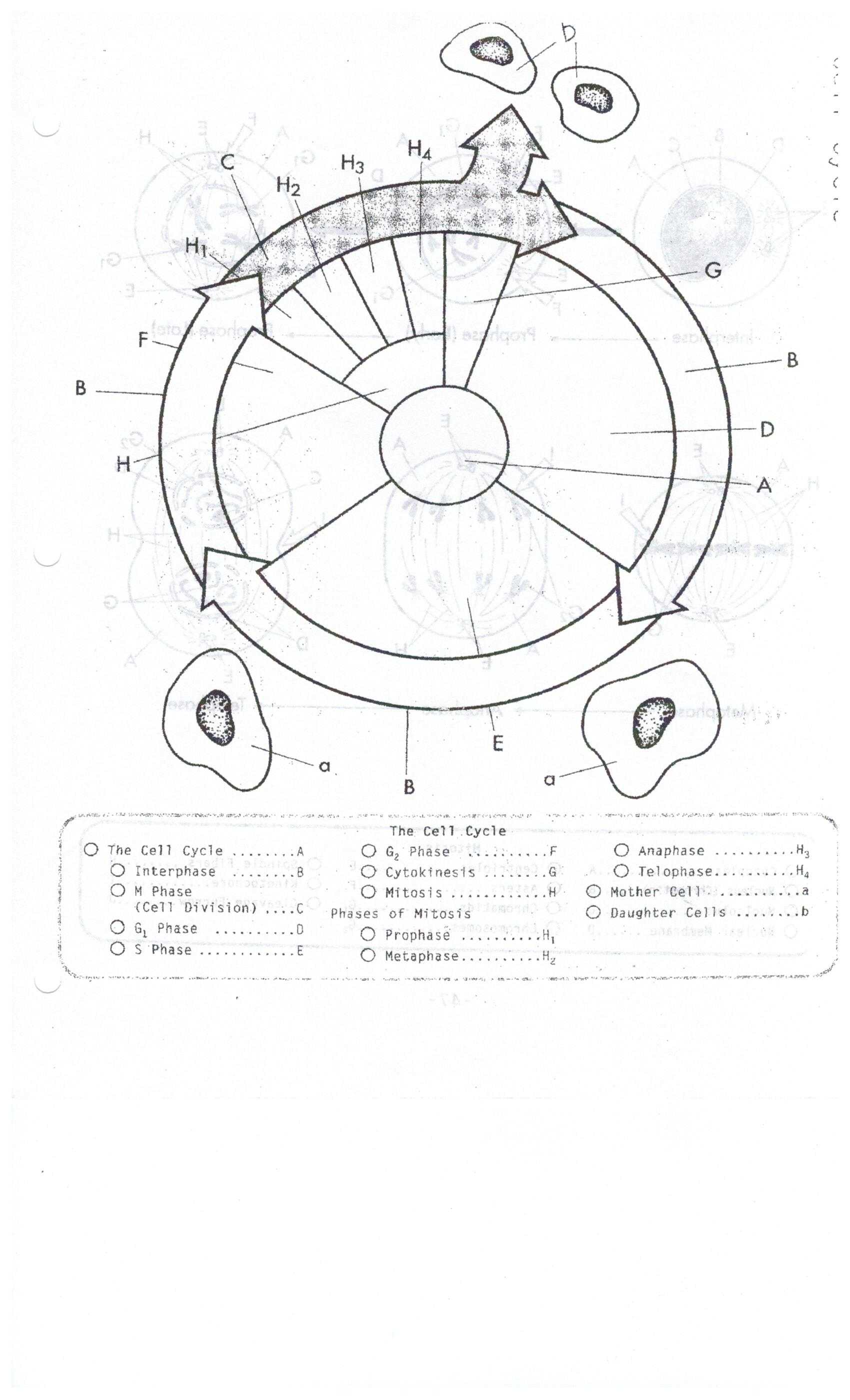 Plant Cell Worksheet Answers Also Cell Cycle Worksheet 41e4e9312a9b Battk
