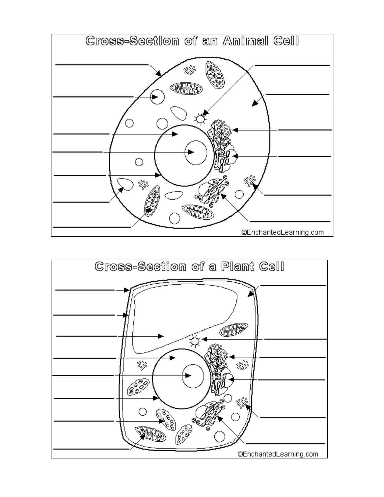 Plant Cell Worksheet Answers Also Perfect Animal and Plant Cells Worksheet 61 for Animal Cell Diagram