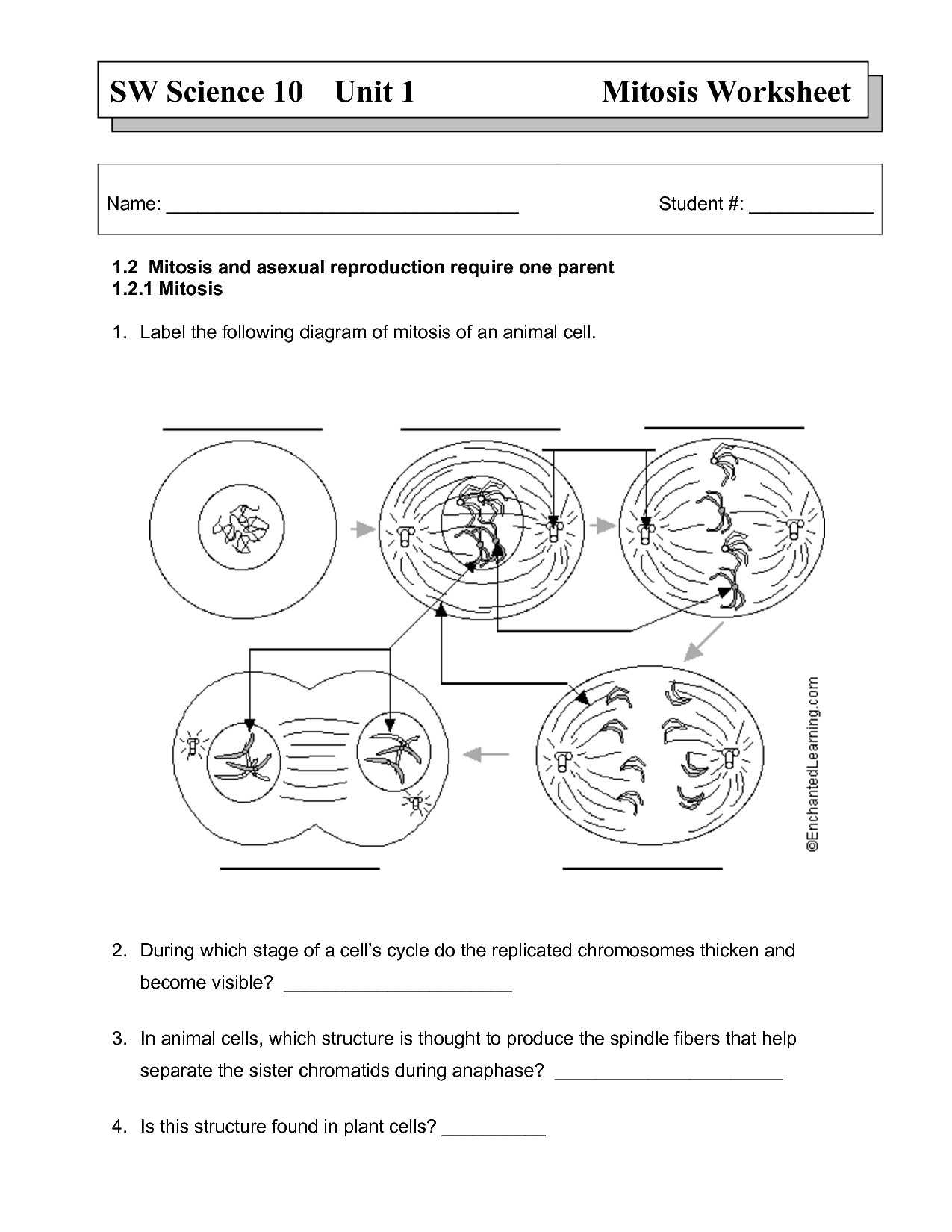Plant Cell Worksheet Answers and Animal Cell Worksheet Answer Key Unique 26 Best Science Cells