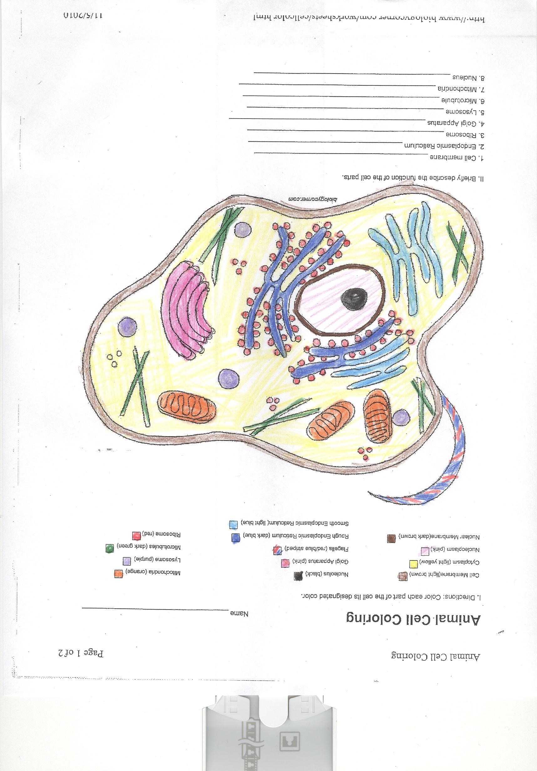 Plant Cell Worksheet Answers as Well as Animal Cell Coloring Worksheet Answer Key Color Of Love 4a480b96e0a3