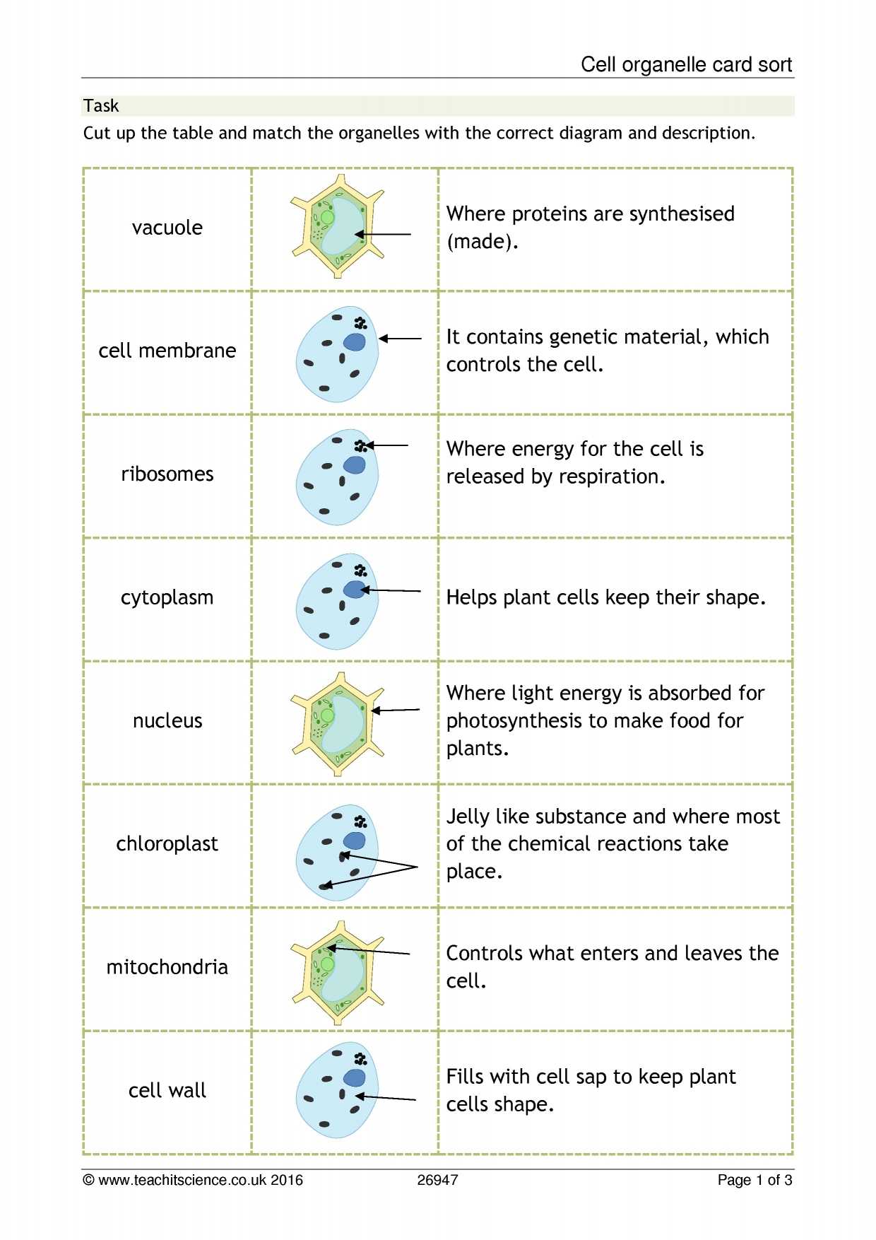 Plant Cell Worksheet Answers together with Worksheet Cell organelles and their Functions Worksheet Ewinetaste