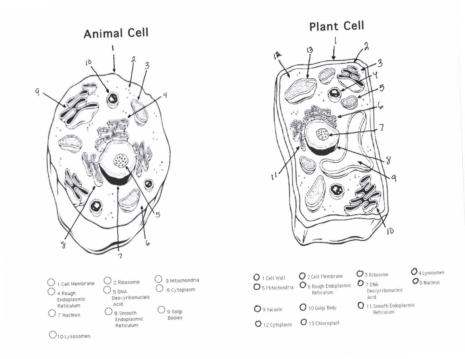 Plant Cell Worksheet Answers with Eukaryotic Cells Diagram New Diagram A Plant Cell thearchivast