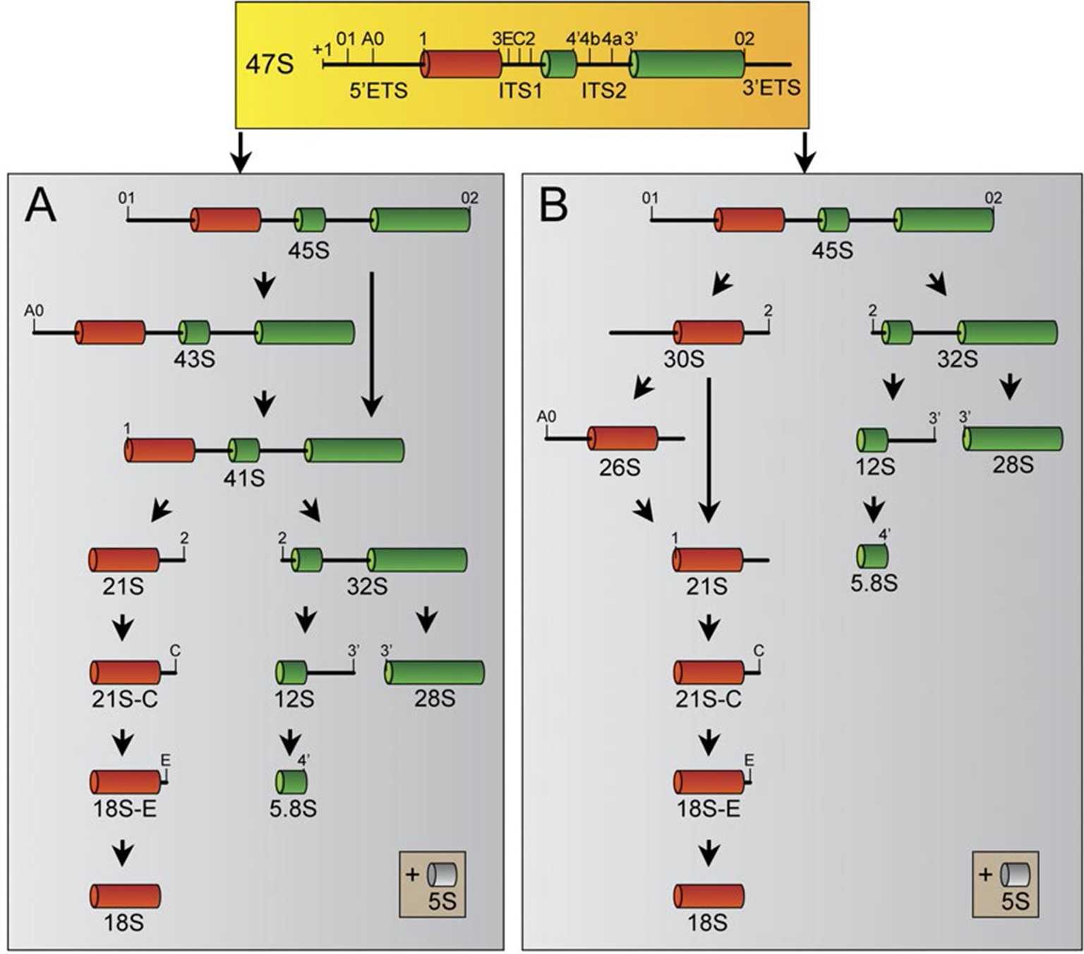 Signal Transduction Pathways Worksheet Along with the Cell Proliferation Antigen Ki 67 organises Heterochromatin