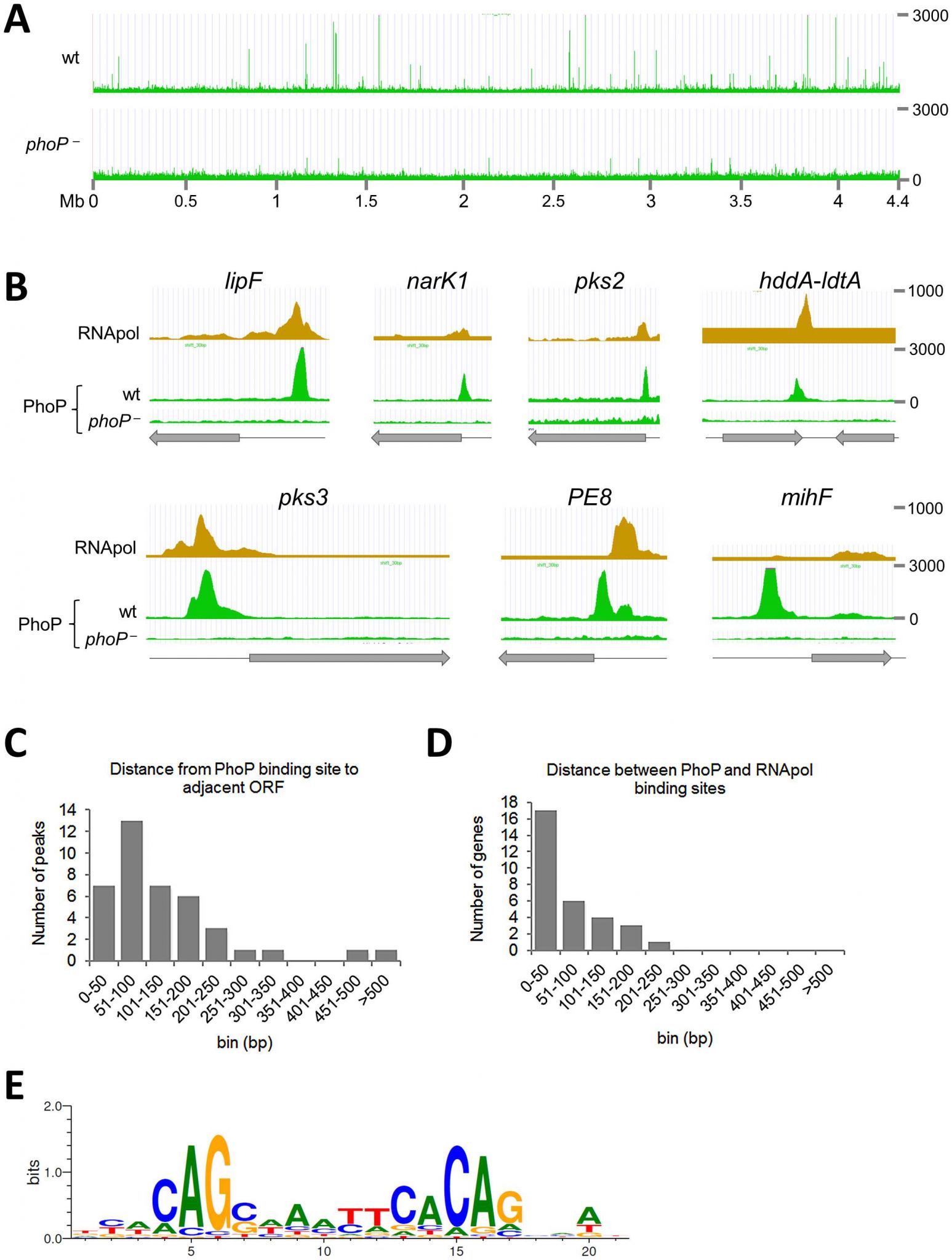 Signal Transduction Pathways Worksheet and the Phop Dependent Ncrna Mcr7 Modulates the Tat Secretion System In