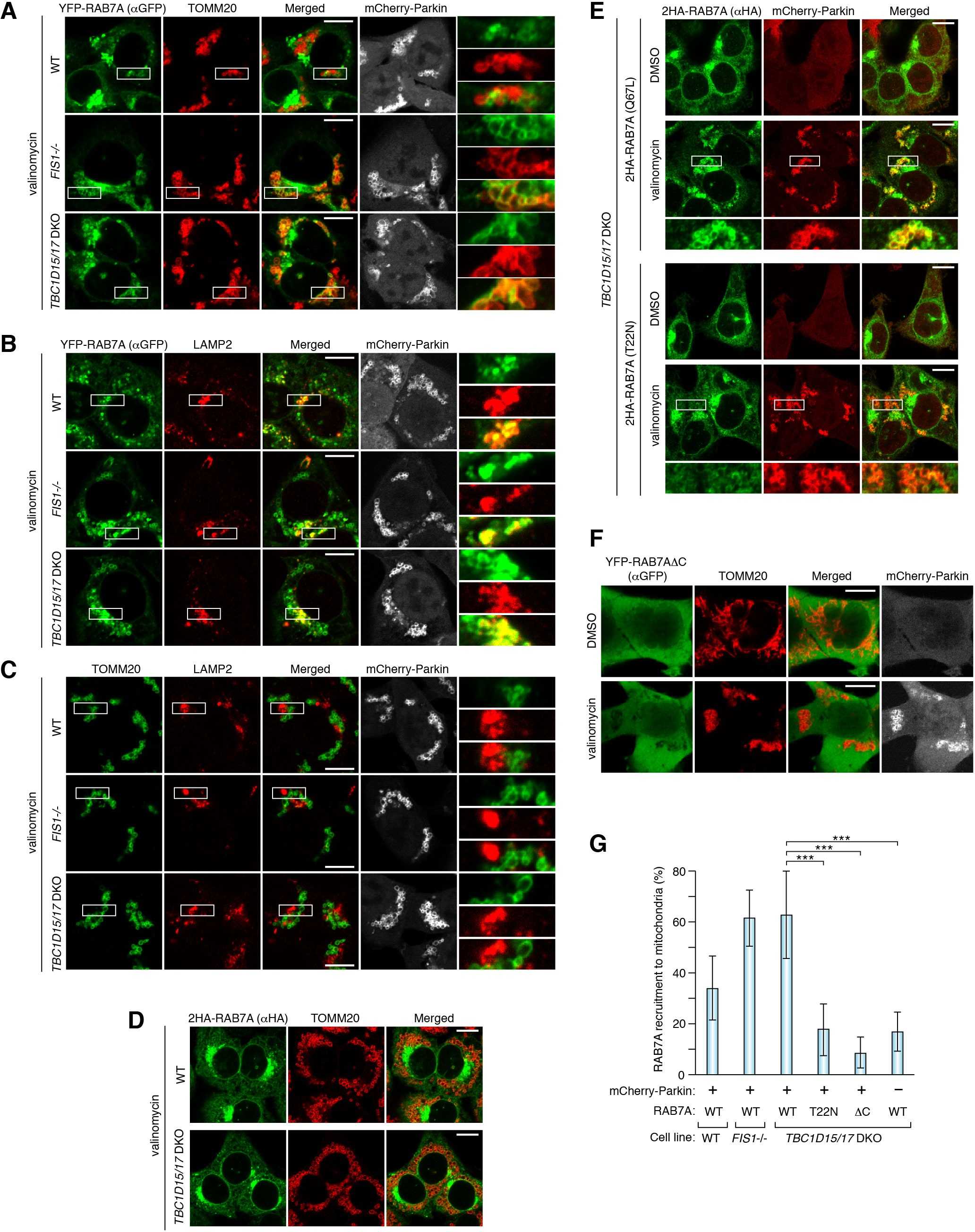 Signal Transduction Pathways Worksheet as Well as Endosomal Rab Cycles Regulate Parkin Mediated Mitophagy