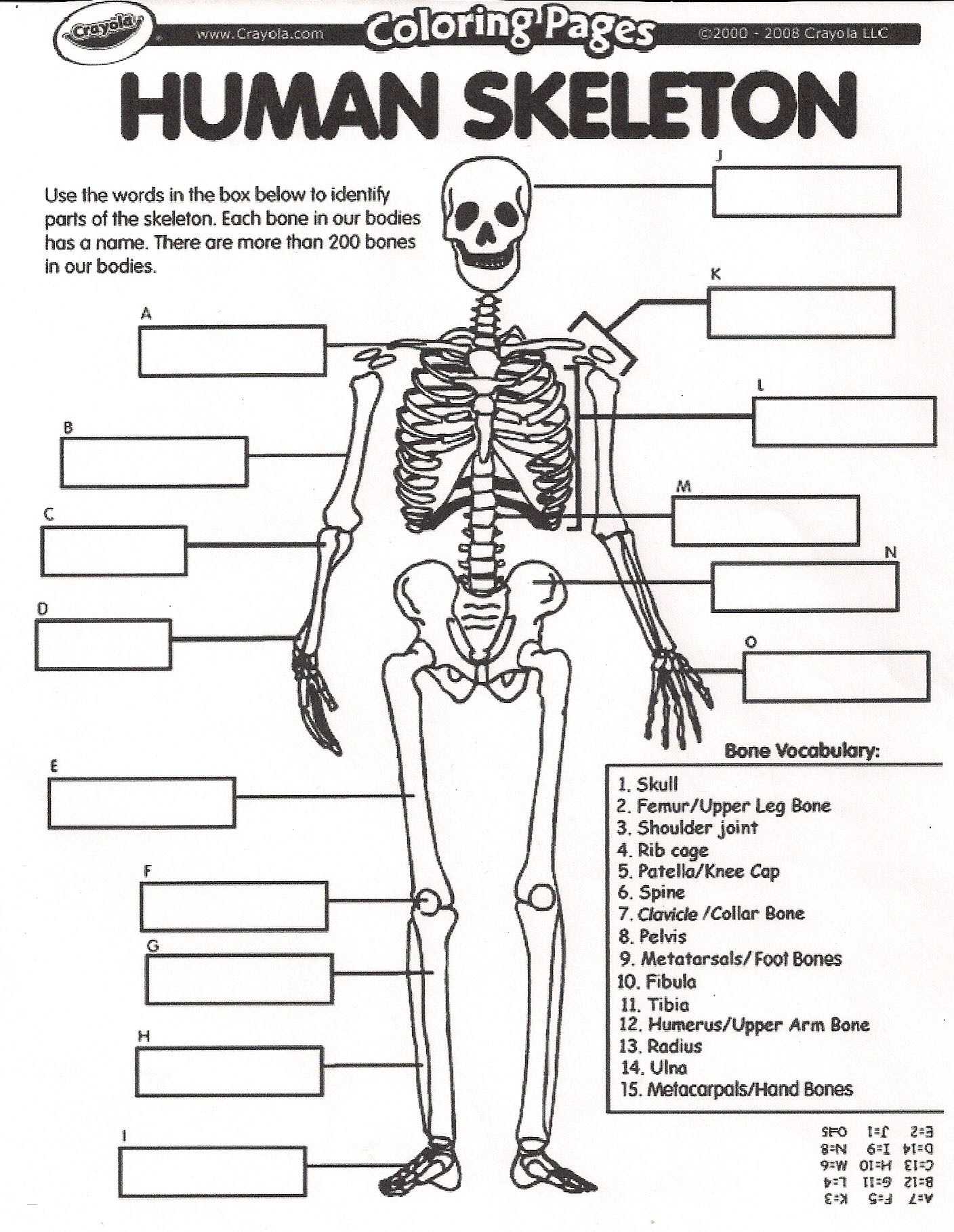 Skull Labeling Worksheet Along with Skeleton Diagram Worksheet New Human Skeleton Ks2 Worksheet