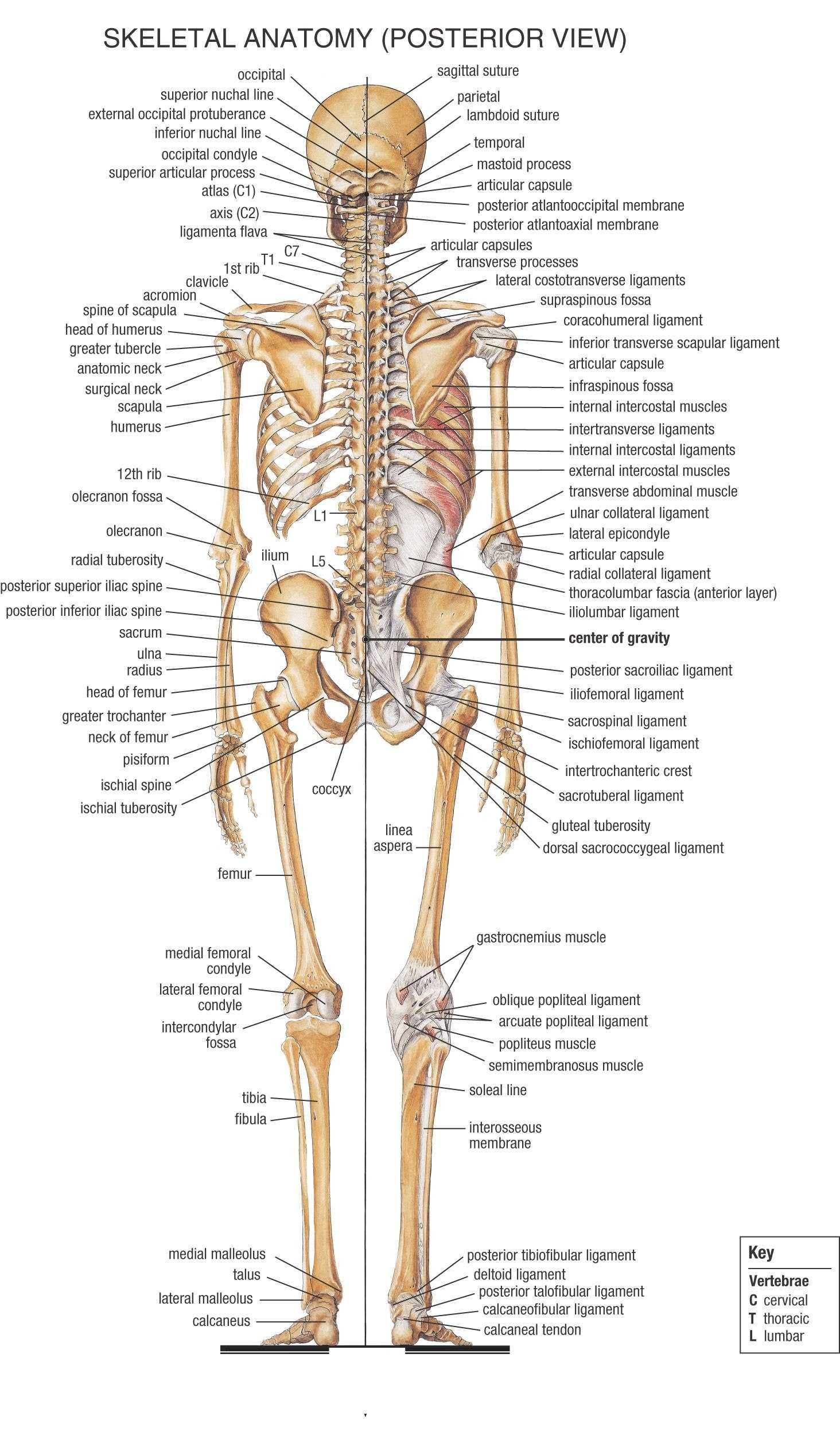 Skull Labeling Worksheet and 34 Brilliant Skeleton Labelled Diagram Free Diagram Template