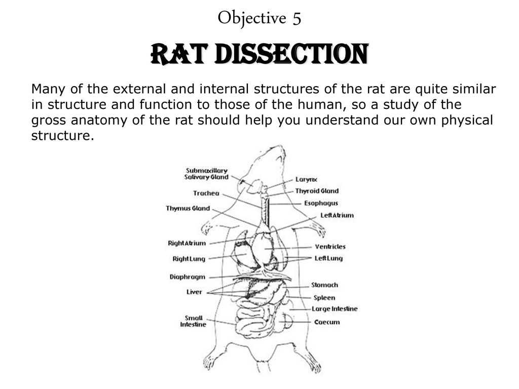 The Anatomy Of A Synapse Worksheet Answers as Well as Rat Dissection Worksheet Gallery Worksheet for Kids Maths