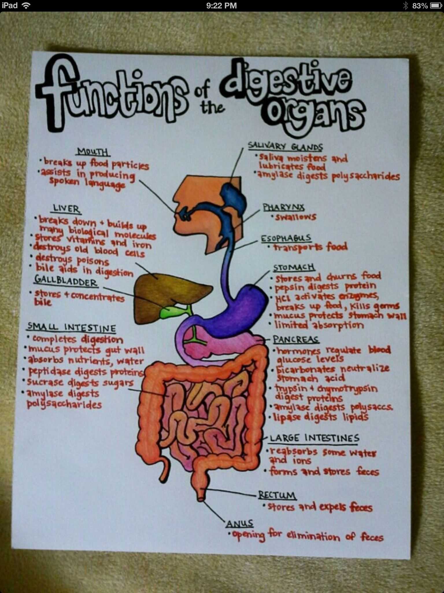 The Human Digestive Tract Worksheet Answers Along with Digestive System