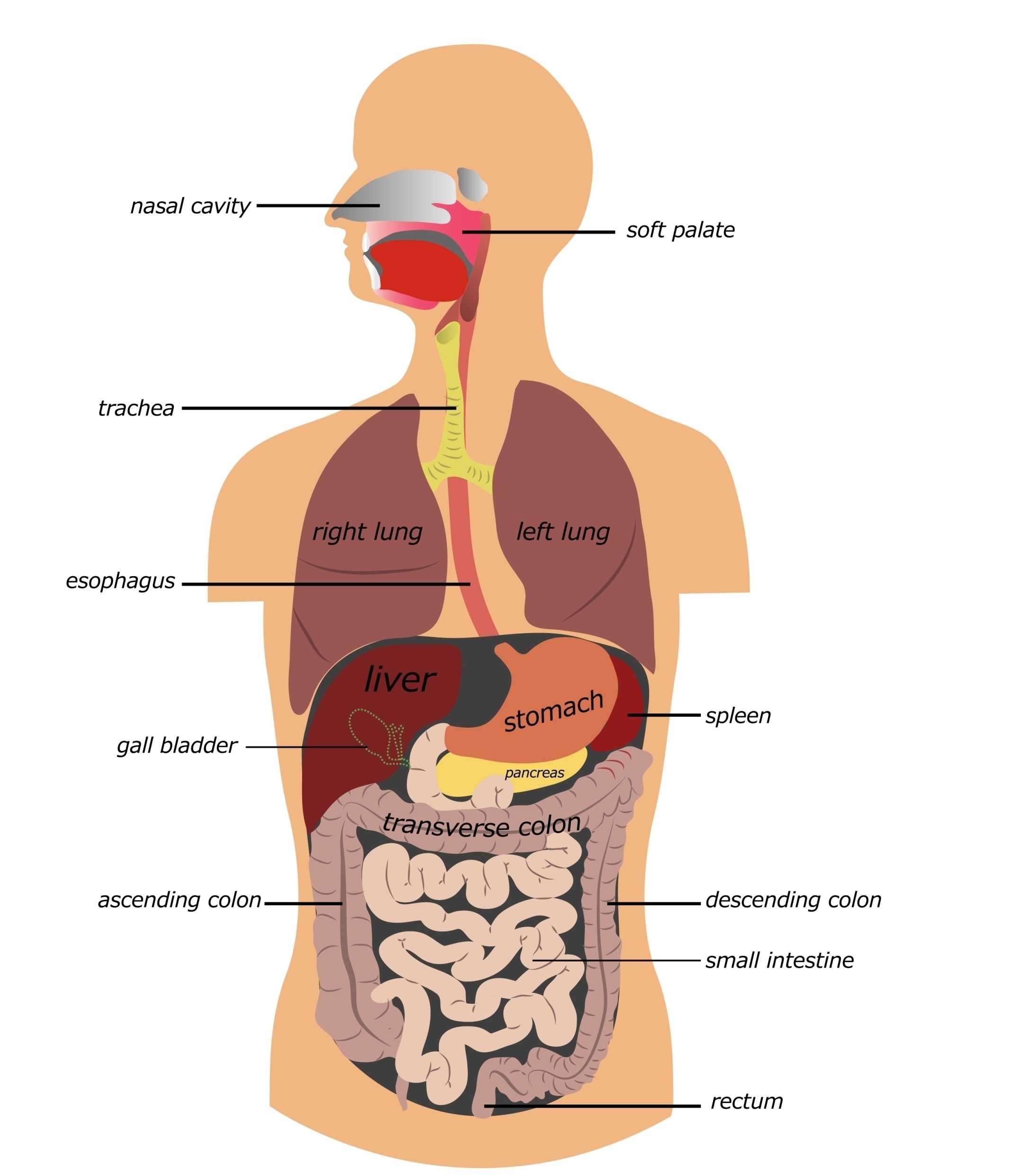 The Human Digestive Tract Worksheet Answers and Schön the Anatomy the Human Digestive System Ideen Anatomie Von