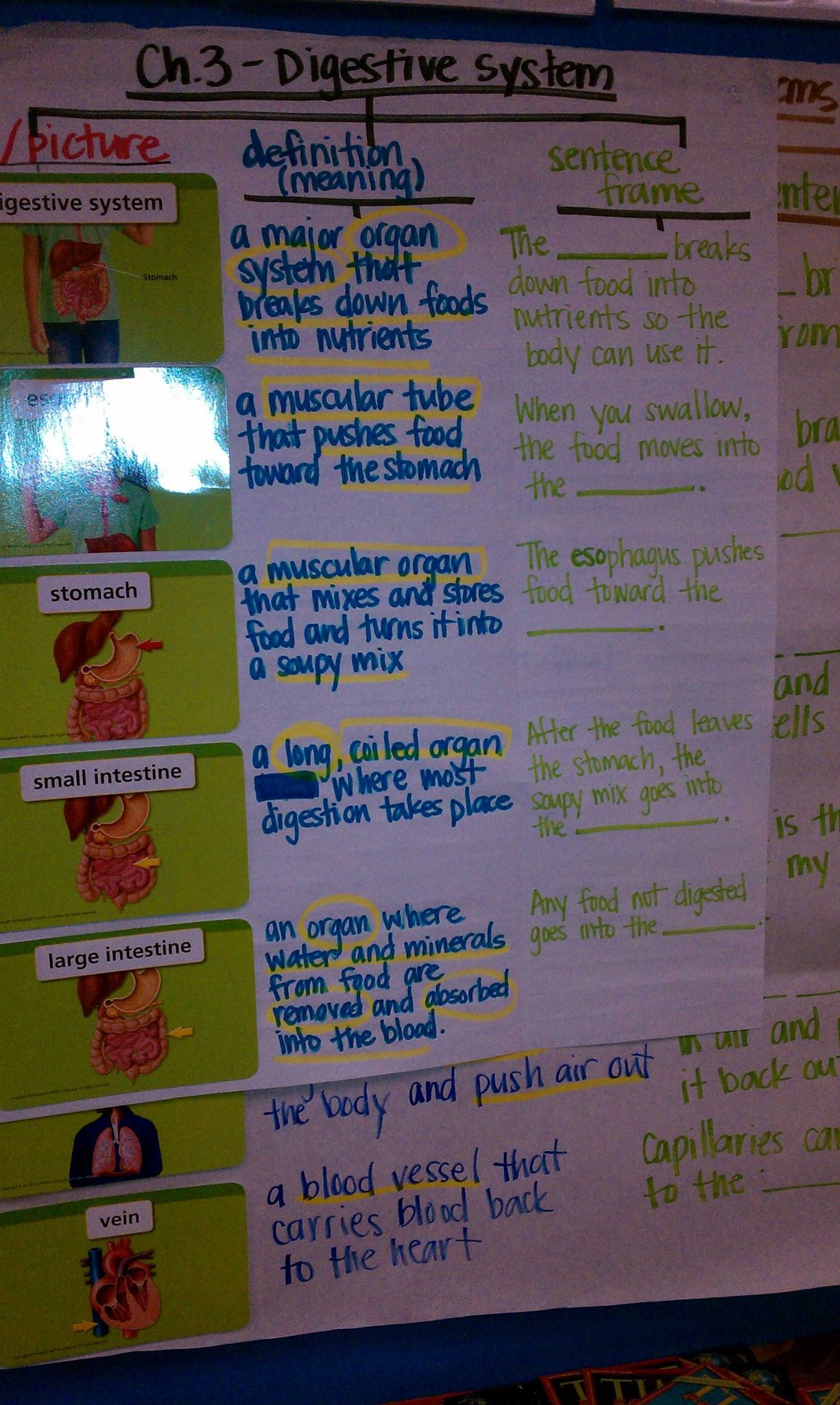 The Human Digestive Tract Worksheet Answers or Digestive System 5th Grade Education Science Pinterest
