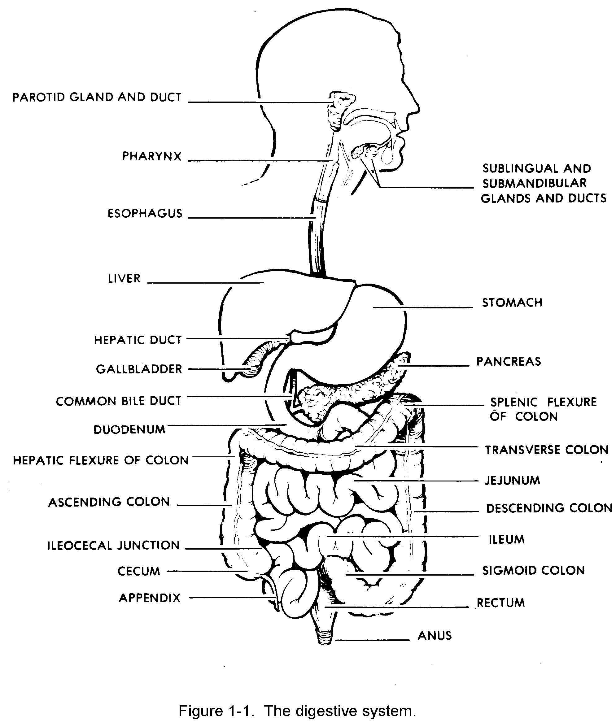 The Human Digestive Tract Worksheet Answers or Schön the Anatomy the Human Digestive System Ideen Anatomie Von
