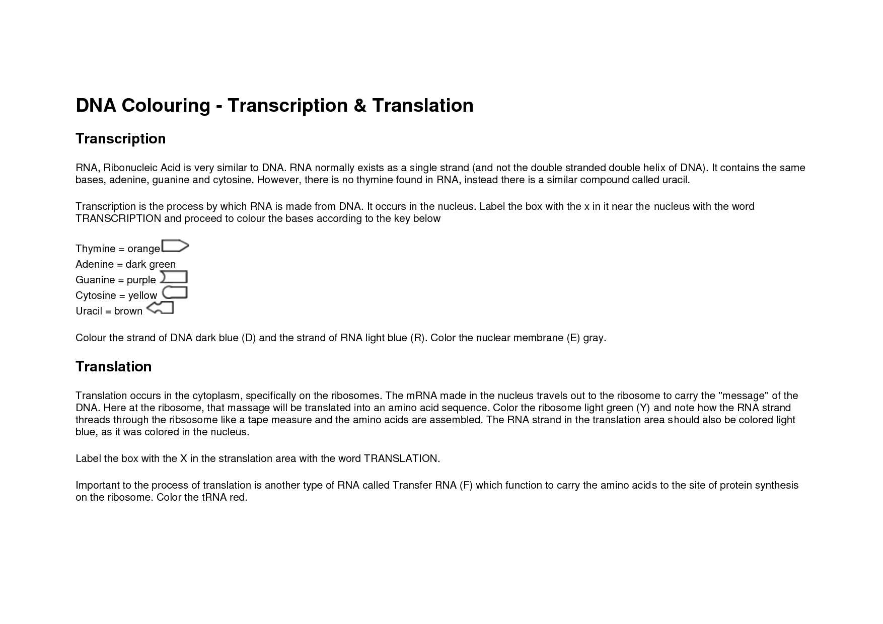 Transcription Worksheet Answer Key Also Dna Coloring Transcription and Translation Answer Key