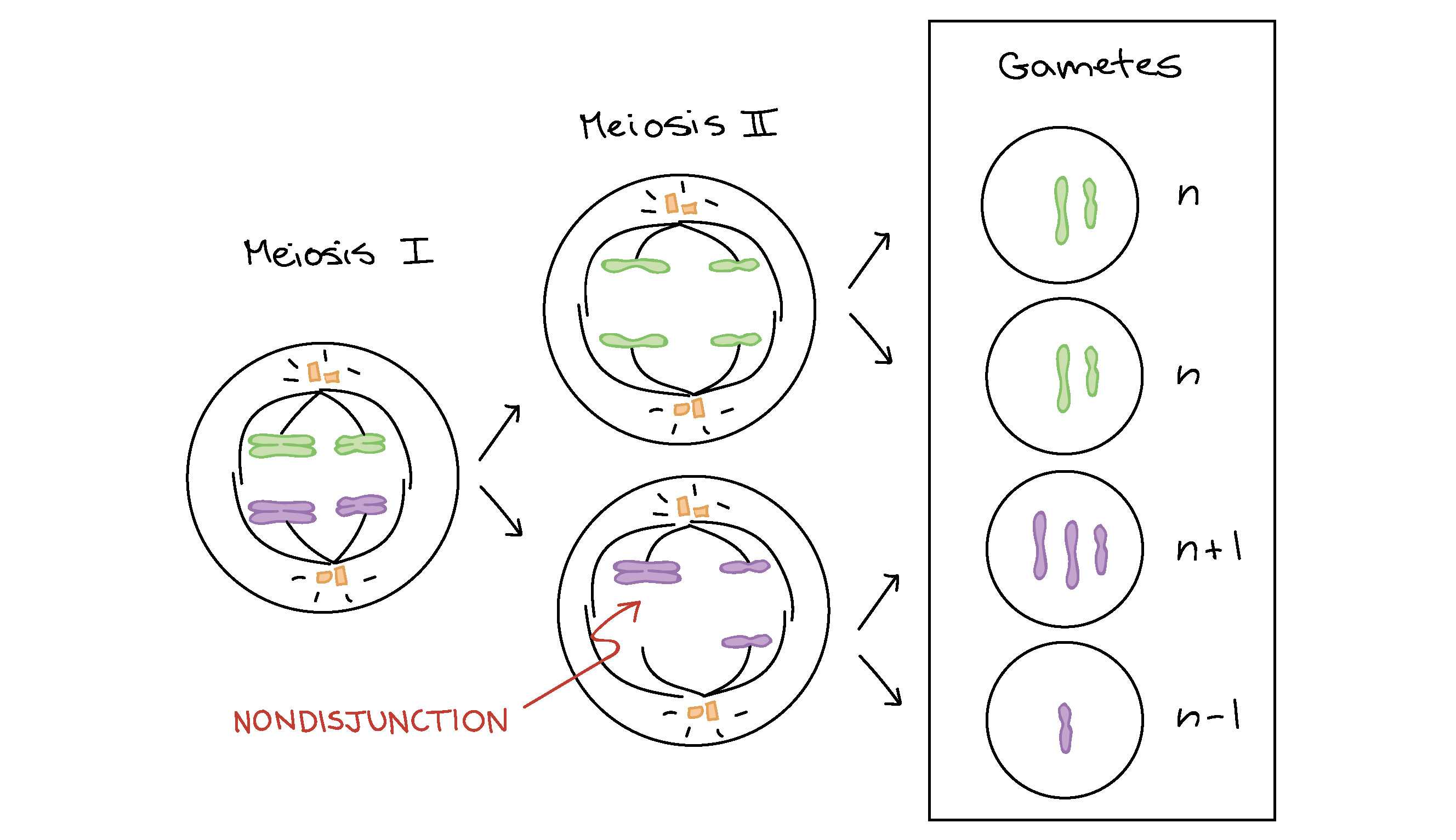 Transcription Worksheet Answer Key Also Gene and Chromosome Mutation Worksheet Answer Key New 18 New Pics
