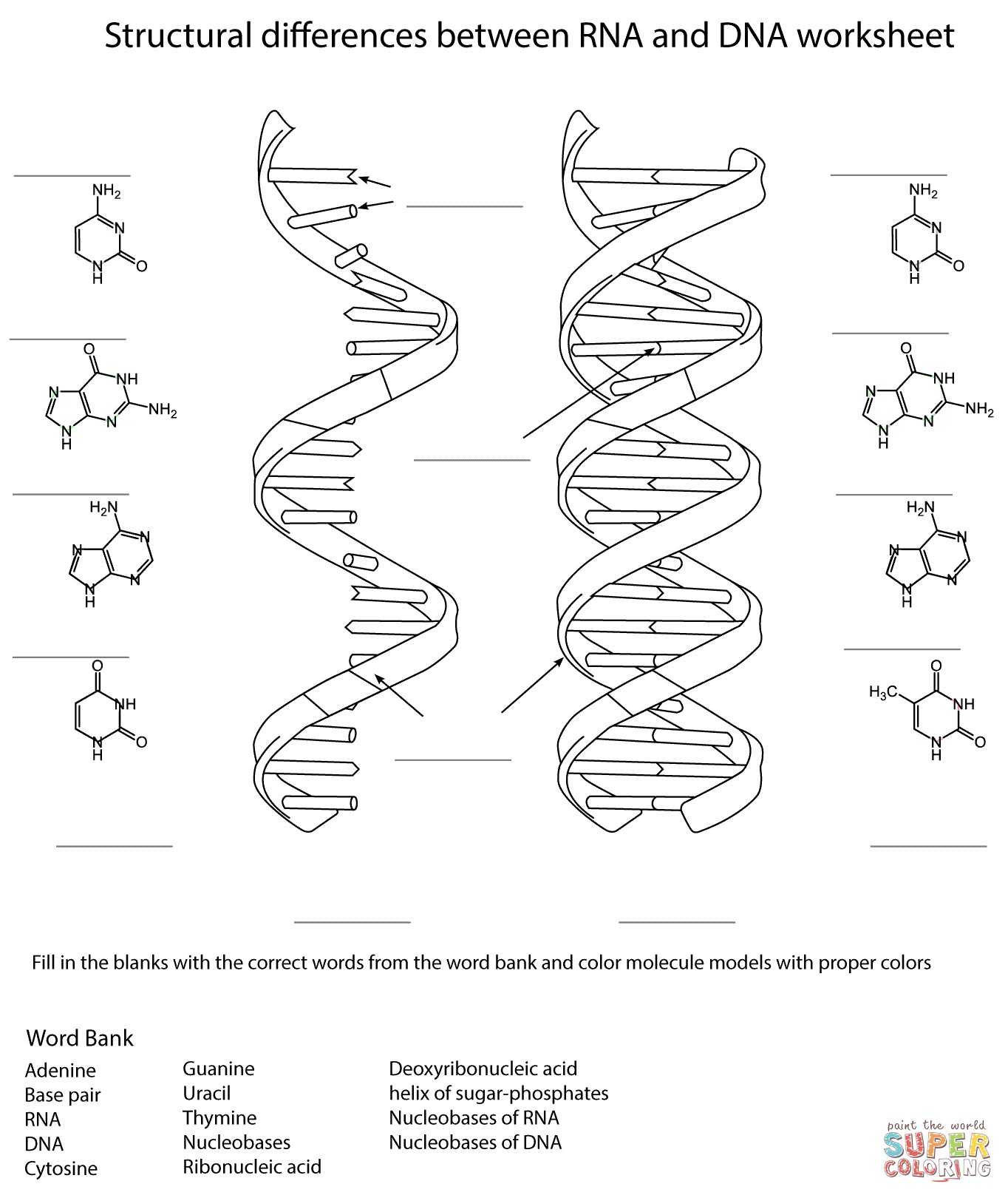 Transcription Worksheet Answer Key or Dna Coloring Activity Heathermarxgallery