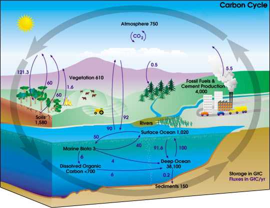 Water Carbon and Nitrogen Cycle Worksheet and Carbon Cycle Chemwiki