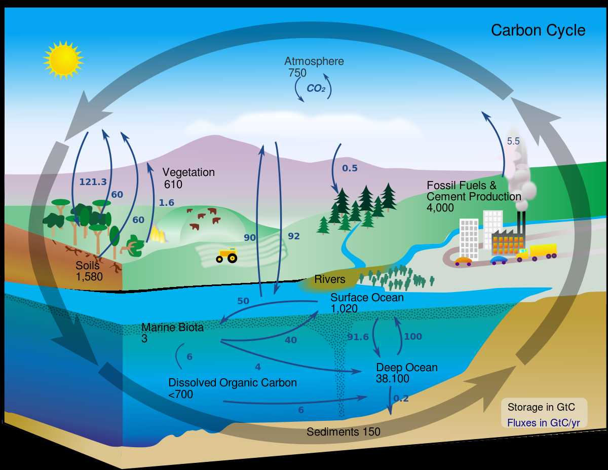 Water Carbon and Nitrogen Cycle Worksheet as Well as Kolcykeln –