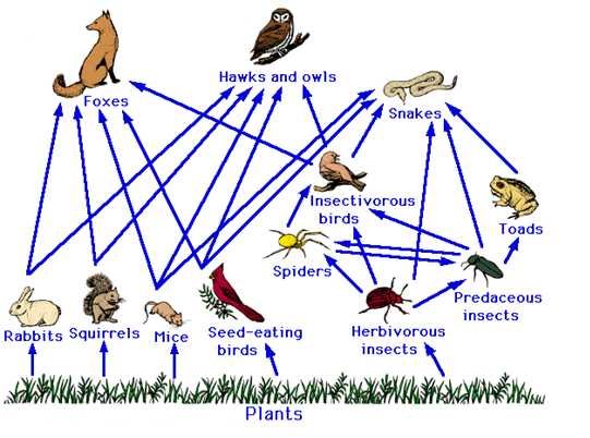 Water Carbon and Nitrogen Cycle Worksheet Color Sheet Answers or A Food Web Showing Snakes as top Predators
