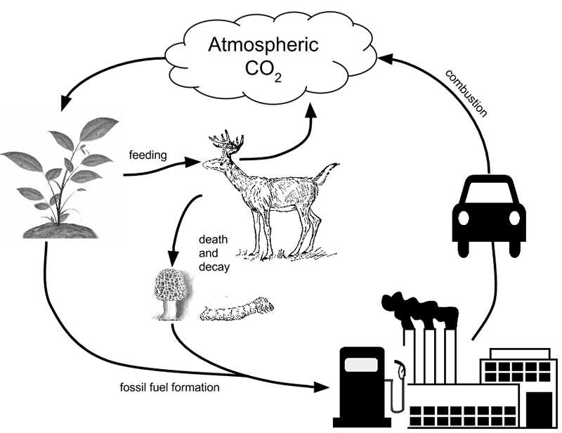 Water Carbon and Nitrogen Cycle Worksheet or the Carbon Cycle Model