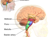 10th Grade Spanish Worksheets with Basilar Artery