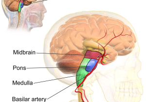 10th Grade Spanish Worksheets with Basilar Artery
