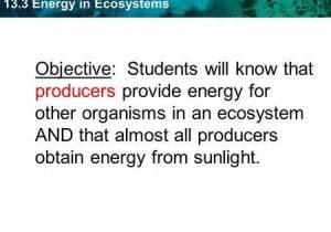 3.2 Energy Producers and Consumers Worksheet Answer Key together with Energy In Ecosystems Chapter 13 Unit Objectives to Describe the
