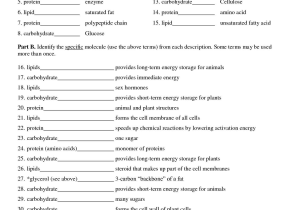 6th Grade Science Worksheets with Answer Key with Macromolecules Worksheet 2 Biology Macromolecules