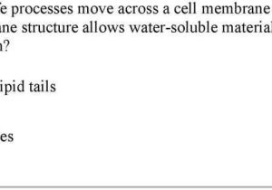7.2 Cell Structure Worksheet Answer Key Along with the Human Respiratory System Includes the Nose the Larynx and the
