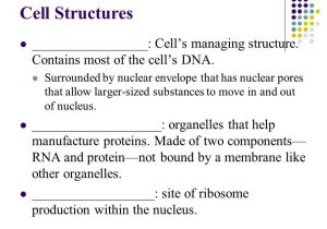 7.2 Cell Structure Worksheet Answer Key Also Chapter 7 Cellular Structure & Function Ppt Video Online