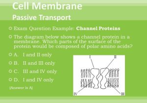 7.2 Cell Structure Worksheet Answer Key Also Class Presentation On topic 2 4a– Ib Biology Hl Ppt