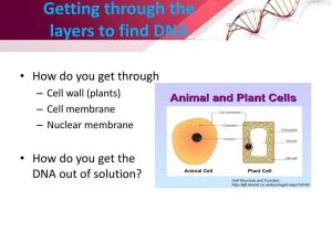 7.2 Cell Structure Worksheet Answer Key Biology or Berrieswith A Side Of Dna Ppt