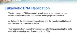 7.2 Cell Structure Worksheet Answer Key Biology together with Lesson Overview 122 the Structure Of Dna Ppt