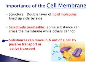 7.2 Cell Structure Worksheet Answer Key with Chapter 1 Lesson 4 the Cell In Its Environment – Pg Ppt