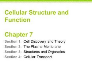 7.2 Cell Structure Worksheet Answer Key with Chapter 7 Cellular Structure & Function Ppt Video Online