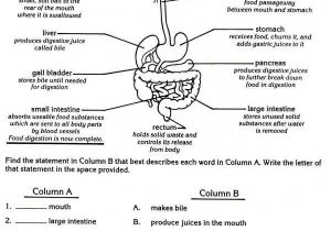 9 5 Digestion In the Small Intestine Worksheet Answers Along with 501 Best Anatomy and Physiology Images On Pinterest