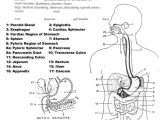 9 5 Digestion In the Small Intestine Worksheet Answers Also 1064 Best Krankenschwestern Images On Pinterest