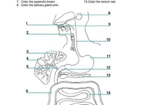 9 5 Digestion In the Small Intestine Worksheet Answers Also Parts A tooth Worksheet Worksheets for All