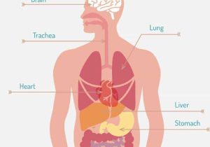 9 5 Digestion In the Small Intestine Worksheet Answers and Beste Human Anatomy Trivia Ideen Menschliche Anatomie Bilder