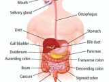 9 5 Digestion In the Small Intestine Worksheet Answers and Chapter 33 the Human Digestive System Leavingcertbiology