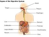 9 5 Digestion In the Small Intestine Worksheet Answers or Digestive System