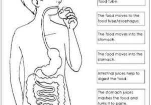 9 5 Digestion In the Small Intestine Worksheet Answers with 23 Best Nutrition Images On Pinterest