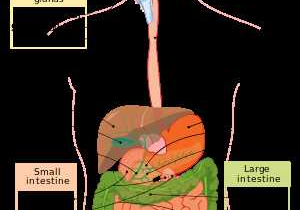 9 5 Digestion In the Small Intestine Worksheet Answers with Human Physiology the Gastrointestinal System Wikibooks Open Books
