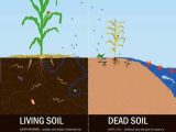 Accompanies soil Conservation Student Worksheet with 38 Best Teach soil Health Images On Pinterest